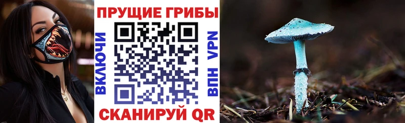 Псилоцибиновые грибы Psilocybe  Шацк 